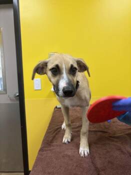 Moondust -  Mixed Breed Dog for Adoption in Raleigh, North Carolina - Moondust | PetCurious