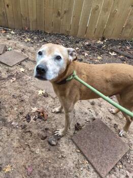 Pen 201 -  Labrador Retriever Dog for Adoption in Lawrenceville, Georgia - Pen 201 | PetCurious