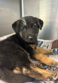 German Shepherd Dog Dogs Available for Adoption in San Antonio, Texas - PICASSO | PetCurious