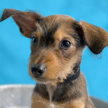 York -  Chihuahua and Dachshund Dog for Adoption in Boerne, Texas - York | PetCurious