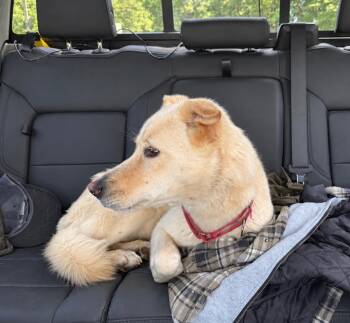 Layla -  Great Pyrenees and Sheep Dog Dog for Adoption in Princeton, Massachusetts - Layla | PetCurious