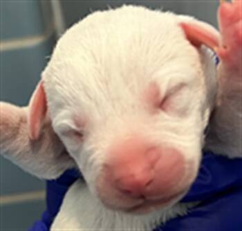 Rescue Mixed Breed Dogs for Adoption in Dallas, Texas - CYNTHIA | PetCurious