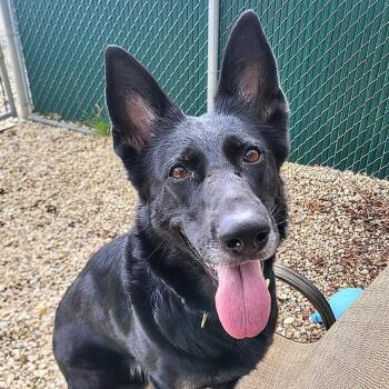 German Shepherd Dog Dogs Available for Adoption in Stafford Township, New Jersey - Luna  | PetCurious
