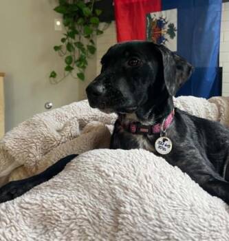 Daiglee / Bertha -  Labrador Retriever and Mixed Breed Dog for Adoption in Broomfield, Colorado - Daiglee / Bertha | PetCurious