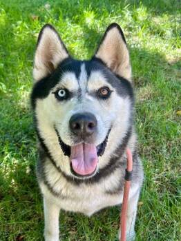 Rescue Siberian Husky and Alaskan Malamute Dogs for Adoption in Sacramento, California - BLUE | PetCurious
