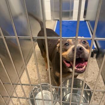 Ajax -  American Staffordshire Terrier Dog for Adoption in Sand Springs, Oklahoma - Ajax | PetCurious