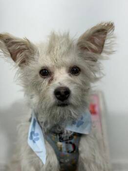 Zoomie-One of our Amazing Rescue Dogs -  West Highland White Terrier Westie and Cairn Terrier Dog for Adoption in Carlsbad, California - Zoomie-One Of Our Amazing Rescue Dogs | PetCurious