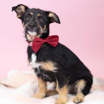 Cattle Dog and Mixed Breed Dogs Available for Adoption - Alfredo | PetCurious