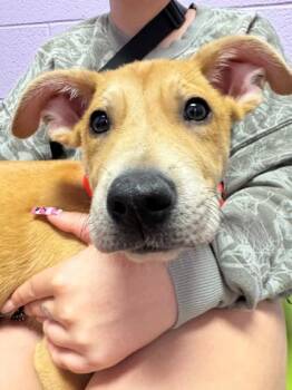 Ruger -  Mixed Breed Dog for Adoption in El Paso, Texas - Ruger | PetCurious