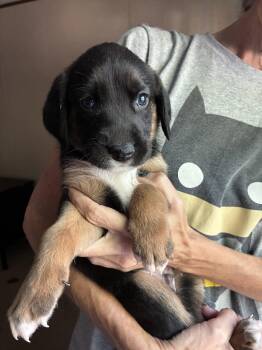 Eeney - Brinleys litter -  Coonhound Dog for Adoption in Holly Springs, North Carolina - Eeney - Brinleys Litter | PetCurious