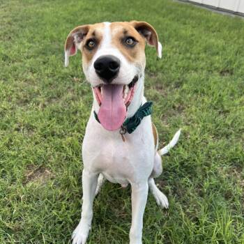 Dexter -  American Foxhound Dog for Adoption in Harlingen, Texas - Dexter | PetCurious