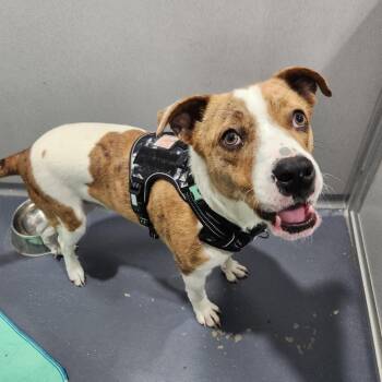 Pit Bull Terrier Dogs Available for Adoption - Rudy | PetCurious