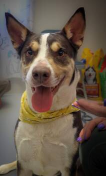 Smooth Collie and Husky Dogs Available for Adoption in Mount Gilead, Ohio - Katie | PetCurious