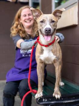Mixed Breed Dogs Available for Adoption in Chamblee, Georgia - Lolly | PetCurious