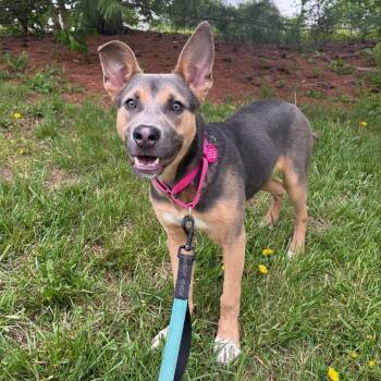 Shepherd Dogs Available for Adoption in Lenexa, Kansas - Chelsea | PetCurious