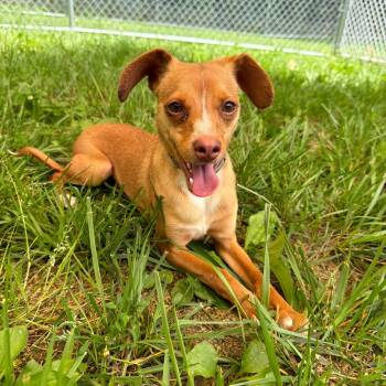 Rocky -  Chihuahua and Beagle Dog for Adoption in Fairmont, West Virginia - Rocky | PetCurious