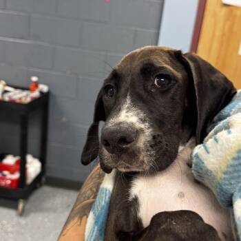 Manny -  Mixed Breed Dog for Adoption in Saint Joseph, Missouri - Manny | PetCurious