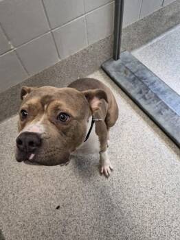 BLUE FACE -  American Bulldog and Mixed Breed Dog for Adoption in Omaha, Nebraska - BLUE FACE | PetCurious
