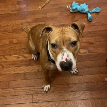 Pit Bull Terrier Dogs Available for Adoption - Wendy | PetCurious