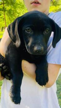 Labrador Retriever and Mixed Breed Dogs Available for Adoption in Blairstown, New Jersey - Margo  | PetCurious