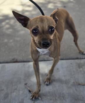 Ren -  Chihuahua Dog for Adoption in Sedalia, Colorado - Ren | PetCurious
