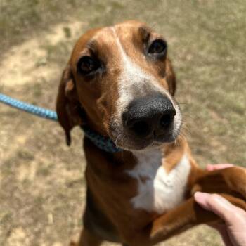 Treeing Walker Coonhound Dogs Available for Adoption in Yanceyville, North Carolina - Sierra 26-0342 | PetCurious