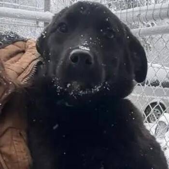 Husky Dogs Available for Adoption - Rocket | PetCurious