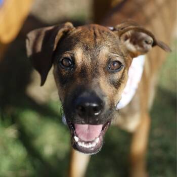 CARMELO -  Labrador Retriever Dog for Adoption in San Antonio, Texas - CARMELO | PetCurious