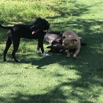 Jelly 1832 -  Terrier and Mixed Breed Dog for Adoption in Loxahatchee Groves, Florida - Jelly 1832 | PetCurious
