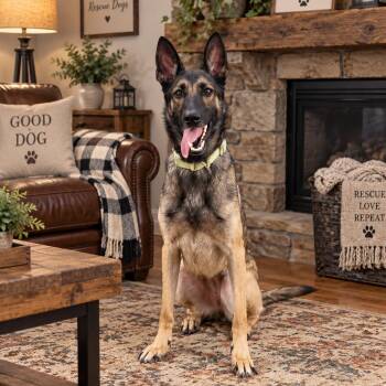 Xena -  German Shepherd Dog Dog for Adoption in Baytown, Texas - Xena | PetCurious
