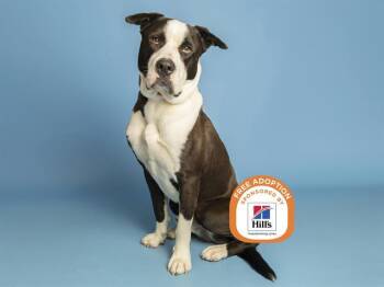 Pit Bull Terrier and Saint Bernard Dogs Available for Adoption - BLAZE | PetCurious