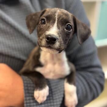 Gertrude -  Mixed Breed Dog for Adoption in Springboro, Ohio - Gertrude | PetCurious
