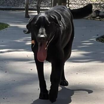 Buddy -  Labrador Retriever Dog for Adoption in Newport, Washington - Buddy | PetCurious