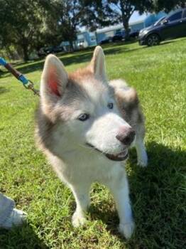 Hoosier -  Mixed Breed Dog for Adoption in Vero Beach, Florida - Hoosier | PetCurious