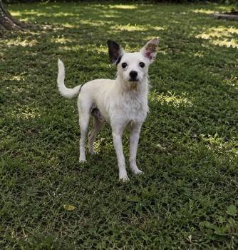 Yorkshire Terrier and Chihuahua Dogs Available for Adoption in Troy, Alabama - Costello | PetCurious