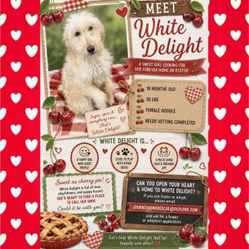White Delight -  Goldendoodle Dog for Adoption in East Wenatchee, Washington - White Delight | PetCurious