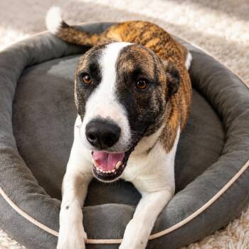 Mountain Cur and Plott Hound Dogs Available for Adoption in Houston, Texas - Emilio - Affectionate, Full Of Personality, Smart, Loves The Out | PetCurious