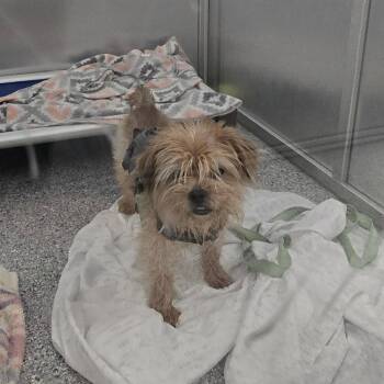 Sammie -  Mixed Breed Dog for Adoption in Mentor, Ohio - Sammie | PetCurious
