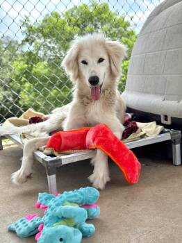 Afghan Hound and Saluki Dogs Available for Adoption in Canyon Lake, Texas - Big Bird | PetCurious