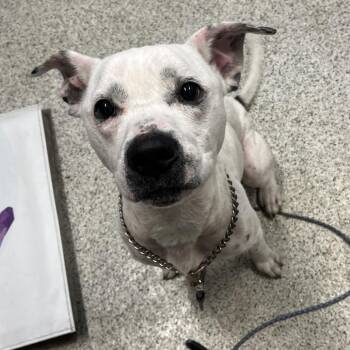 Chadwick -  Mixed Breed Dog for Adoption in Oak Park, Illinois - Chadwick | PetCurious