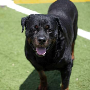 Bull (MY26-87) -  Rottweiler Dog for Adoption in Peyton, Colorado - Bull (MY26-87) | PetCurious