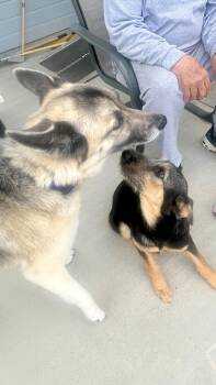 Tulip nka Zoey -  German Shepherd Dog Dog Available for Adoption in Jerome, Idaho - Tulip Nka Zoey | PetCurious