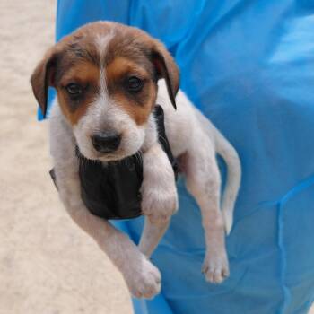 Piper 3276 -  Bluetick Coonhound and Mixed Breed Dog for Adoption in Loxahatchee Groves, Florida - Piper 3276 | PetCurious