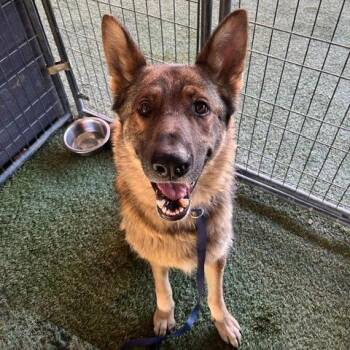Gunther -  German Shepherd Dog Dog for Adoption in Grass Valley, California - Gunther | PetCurious
