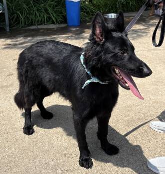 Zorro -  German Shepherd Dog Dog Available for Adoption in Dallas, Texas - Zorro | PetCurious