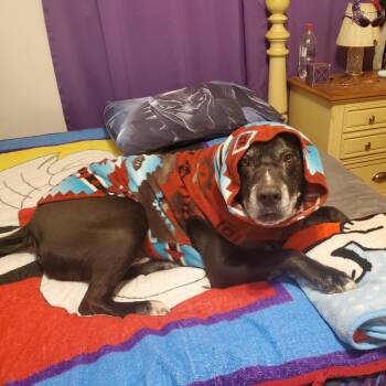 American Staffordshire Terrier Dogs Available for Adoption in Dallas, Texas - Seth | PetCurious