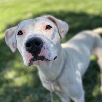 Aurora - ECAS -  Pit Bull Terrier and Mixed Breed Dog Available for Adoption in Pleasanton, California - Aurora - ECAS | PetCurious