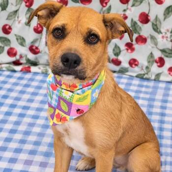 Mazie -  Airedale Terrier Dog for Adoption in Enterprise, Alabama - Mazie | PetCurious