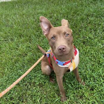 Auston -  Australian Kelpie and Chocolate Labrador Retriever Dog for Adoption in South Houston, Texas - Auston | PetCurious