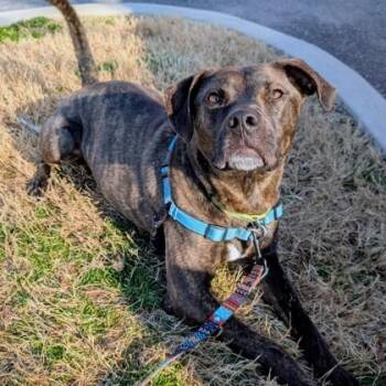 Pit Bull Terrier and Mixed Breed Dogs Available for Adoption in Richmond, Virginia - Aries | PetCurious